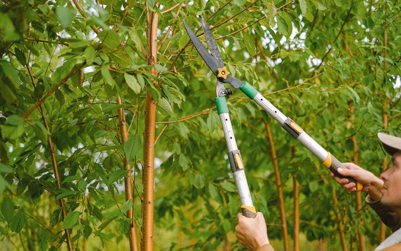 Tree trimming in Green Pond, SC