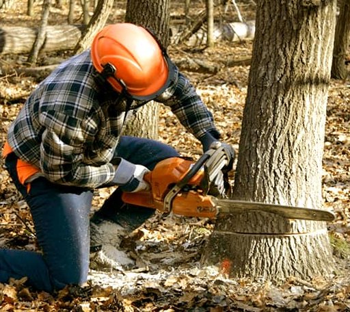 Tree Removal in Green Pond, SC
